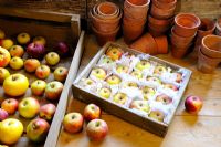 Stockage de diverses variétés de pommes dans des plateaux en bois, avec des tissus pour protéger contre la transmission de la pourriture, dans un hangar sans gel, Norfolk, Royaume-Uni, octobre