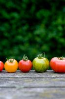 Variétés et couleurs variées de tomates en ligne 'Marmande' 'Golden Sunrise' 'Green Zebra' 'Tigerella'
