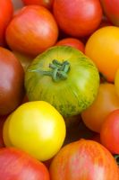 Gros plan de variétés mixtes de variétés de tomates, 'Marmande' 'Golden Sunrise '' Tigerella' 'Green Zebra' 'Red Zebra '.