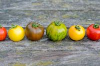 Variétés et couleurs mélangées de tomates dans la rangée 'Golden Sunrise', 'Green Zebra', 'Tigerella', ' Black Russian '