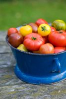 Variétés mélangées de tomates dans une passoire bleue vintage 'Marmande', 'Golden Sunrise', 'Green Zebra', 'Tigerella', 'Black Russian '.