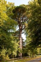 Pinus nigra - Pin noir à côté de la route avec des tilleuls dans le parc Buxted, Sussex