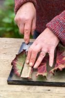 Prendre des boutures de feuilles d'un bégonia en utilisant la méthode du carré de feuilles - Couper en lanières avec un couteau