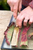 Prendre des boutures de feuilles d'un bégonia en utilisant la méthode du carré de feuilles - Couper en lanières avec un couteau