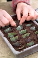 Prélèvement de boutures de feuilles d'un bégonia en utilisant la méthode du carré de feuilles - Plantation de boutures dans du compost