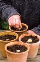 Diviser un bulbe de crocosmie - Poser des morceaux hachés sur du compost