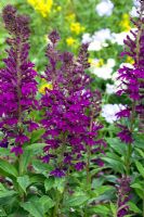 Lobelia 'Hadspen Purple' - Fleur cardinale