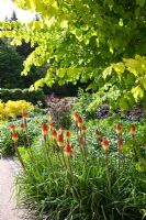 Kniphofia 'Atlanta' en parterre de fleurs au RHS Garden Rosemoor, Devon