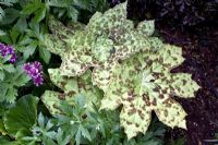 Podophyllum - pointillé tacheté