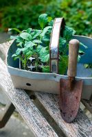 Plantation de jeunes plants de calvero nero - chou noir toscan