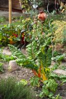 Jardin potager avec Beta vulgaris 'Bright Lights' - Bette à carde, Garden Towanda, Mistelbach Autriche