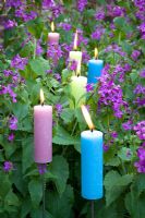 Bougies parmi les Lunaria annua violettes - Honnêteté à Perch Hill