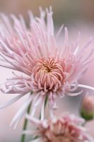 Chrysanthème 'Pink Splendor'