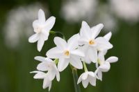 Narcissus papyraceus 'Ziva' - Narcisse Paperwhite