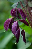Lablab purpureus 'Ruby Moon' - Gousses de graines de haricot jacinthe