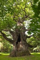 Quercus robur - Majesté Fredville Oak, Nonington, Kent Angleterre. Le plus grand arbre anglais le plus ancien, septembre