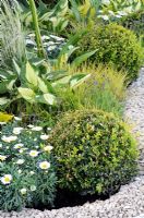 Marguerite Daisy aux boules de Buxus coupées, Lavandula angustifolia 'Hidcote', Festuca glauca 'Golden Toupee' et Hosta 'Whirlwind'
