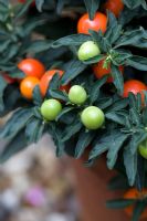 Solanum capsicastrum - Cerise d'hiver en pot en terre cuite en automne