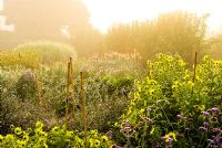 Helianthus 'Lemon Queen' et Verbena bonariensis avec des lignes brumeuses d'arbres fruitiers qui s'étendent dans la campagne