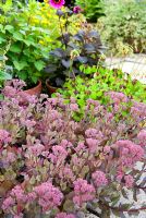 Les vivaces et les annuelles cultivées en pots sont regroupées sur la terrasse, y compris les sedums et les dahlias