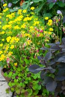 Les vivaces et les annuelles cultivées en pots sont regroupées sur la terrasse, dont Oxalis tetraphylla 'Iron Cross' et les dahlias