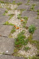 Hieracium aurantiacum - Fox-and-cubs auto-ensemencé dans le chemin de dalles de gravier et de pierre