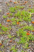 Hieracium aurantiacum - Renards et oursons ensemencés en gravier