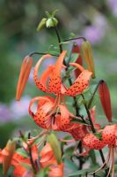 Lilium lancifolium 'Splendens' - Lys turc, tolérant au virus, août