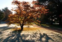 Tôt le matin, le soleil projette de longues ombres sur l'herbe givrée, avec des spécimens d'arbres, notamment des conifères, des acers et des Liquidambar - Exbury Gardens, Exbury, Hants, UK