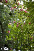 Rosa rubiginosa Eglantine - rose sweetbriar