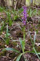 orchis mascula - orchidée pourpre précoce trouvée dans tout le Royaume-Uni d'avril à juin dans les bois