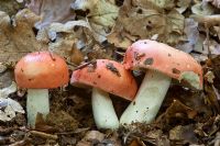 Russula nobilis - Hêtre Sickener, champignons sur plancher boisé