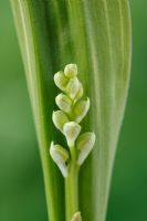Convallaria majalis 'Variegata' - Muguet, premières feuilles et bourgeons apparaissant sur une jeune plante, avril
