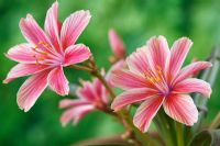 Lewisia 'Little Plum' - La fleur change de couleur en vieillissant