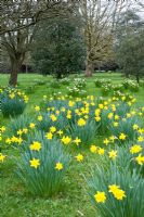 Dérives de Narcissus obvallaris - Tenby Jonquille. Wretham Lodge, NGS Norfolk