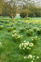 Narcisse 'Jack Snipe' et Narcissus obvallaris naturalisés dans un verger - Wretham Lodge, NGS Norfolk
