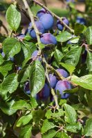 Prunus domestica 'Laxton's Cropper' - Prune