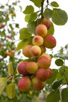 Prunus domestica - Prune 'Avalon'