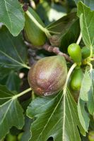 Ficus carica - Figue 'Brunswick'