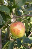 Malus domestica - Pomme 'Fleur de Kent'