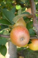 Malus domestica - Pomme 'Noyau d'Ashmead'