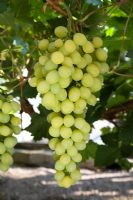 Vitis vinifera - Raisin 'Muscat d'Alexandrie'