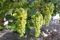 Vitis vinifera - Raisin 'Muscat d'Alexandrie '