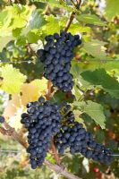 Vitis vinifera - Raisin 'Dornfelder'