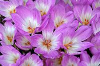 Colchicum 'The Giant' - Dames nues
