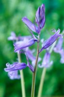 Hyacinthoides non-scripta - Bluebell anglais. Boutons floraux et fleurs d'ouverture