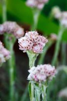 Antennaria dioica 'Nyewoods Variety' Oreilles de chat