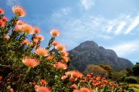 Jardin botanique de Kirstenbosch - Leucospermum cordifolium 'Caroline' - Pincushion Protea avec Table Mountain