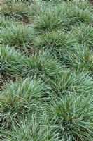 Sesleria caerulea - Blue Moor Grass
