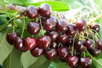 Prunus avium - Cerise douce 'Kordia '